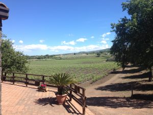 Sicily winery - sicily wine safari
